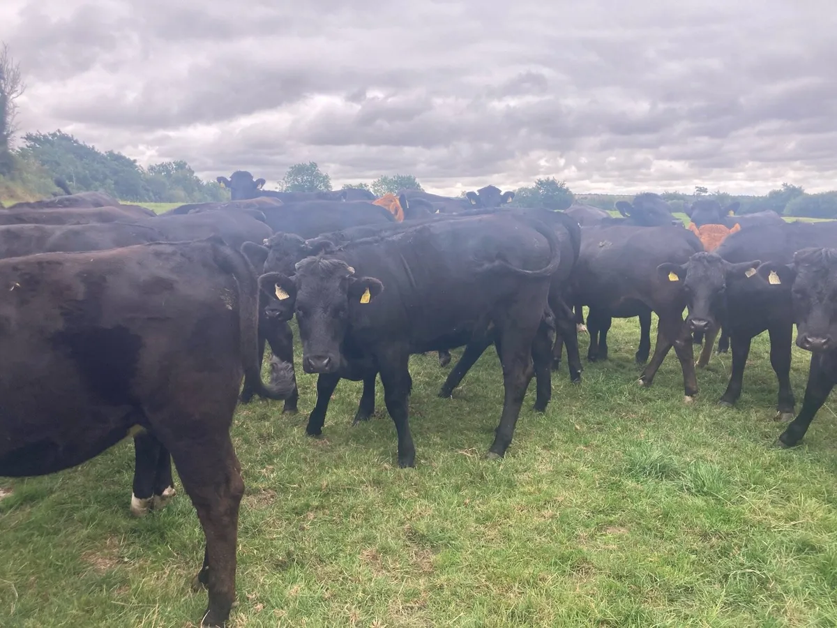 Lmx heifers - Image 3