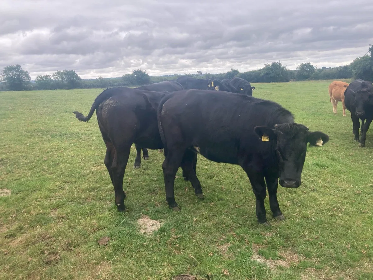 Lmx heifers - Image 4