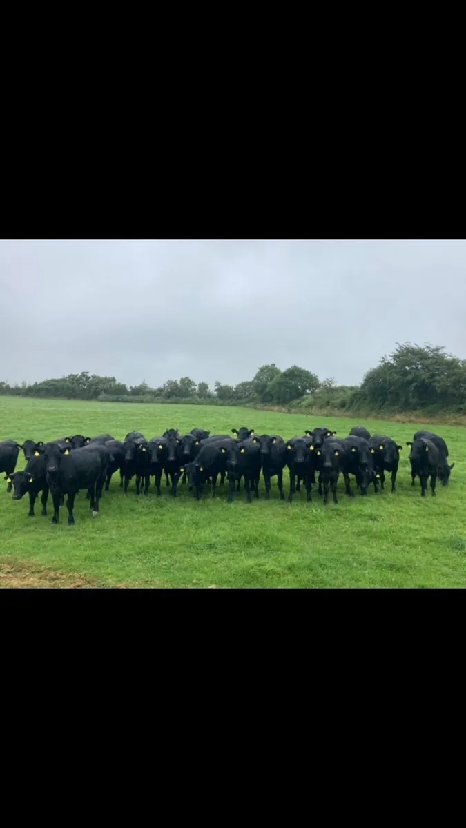 Lmx heifers - Image 1