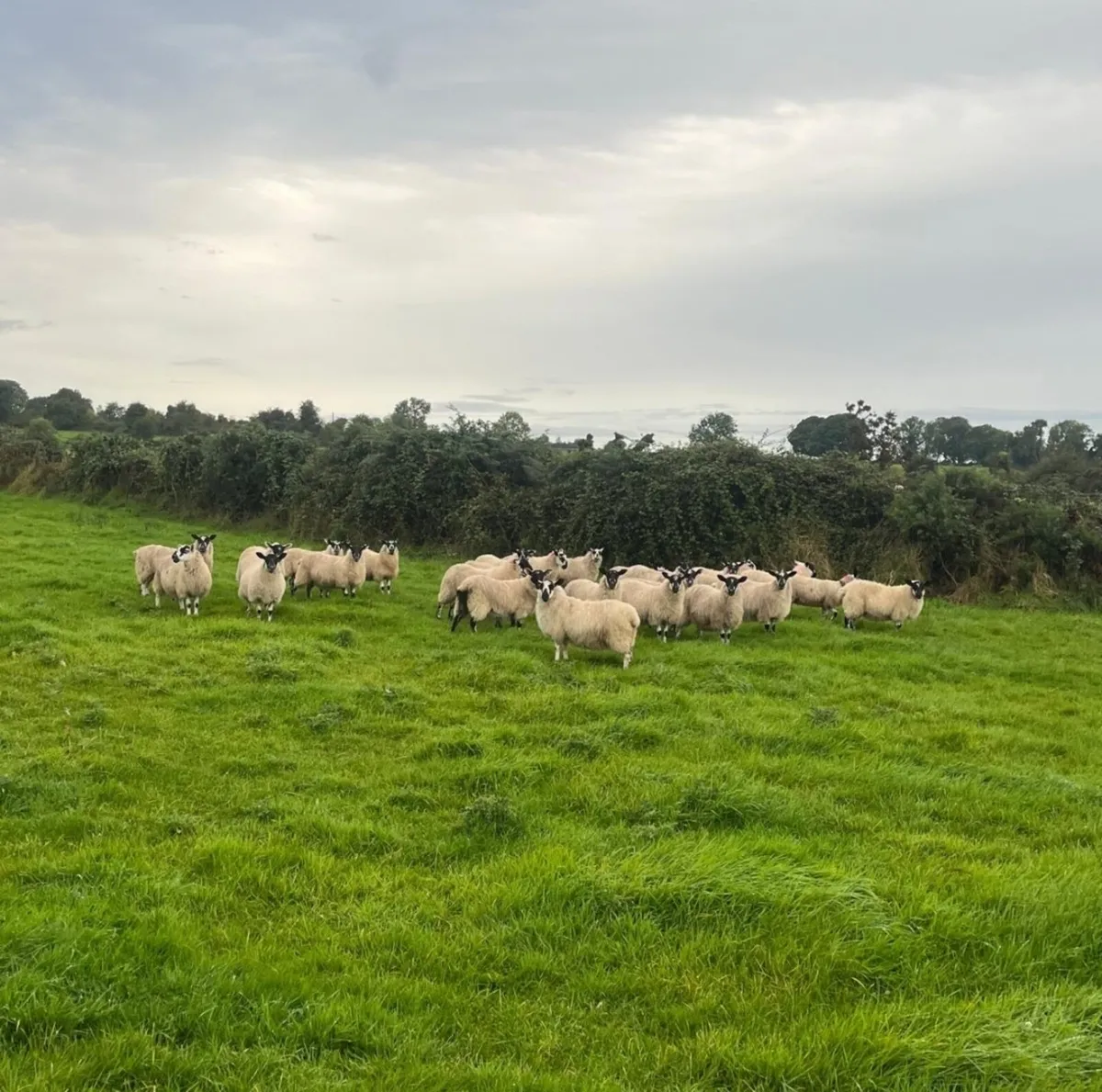 Mule ewe lambs - Image 1