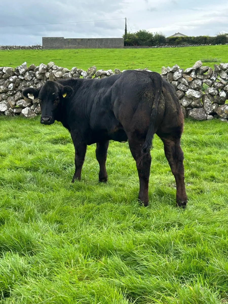 Lovely Breeding Heifers - Image 3
