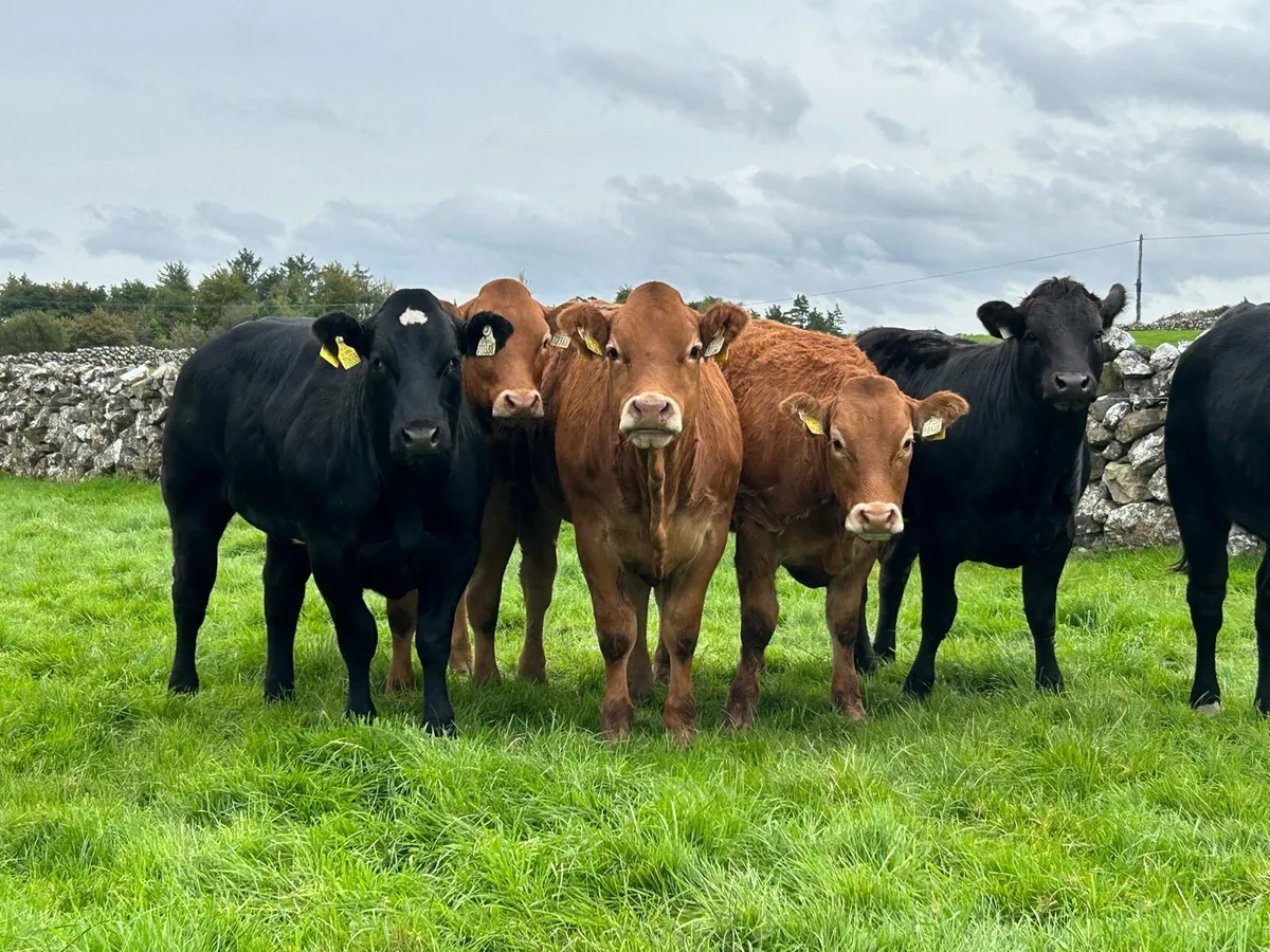 Lovely Breeding Heifers - Image 2