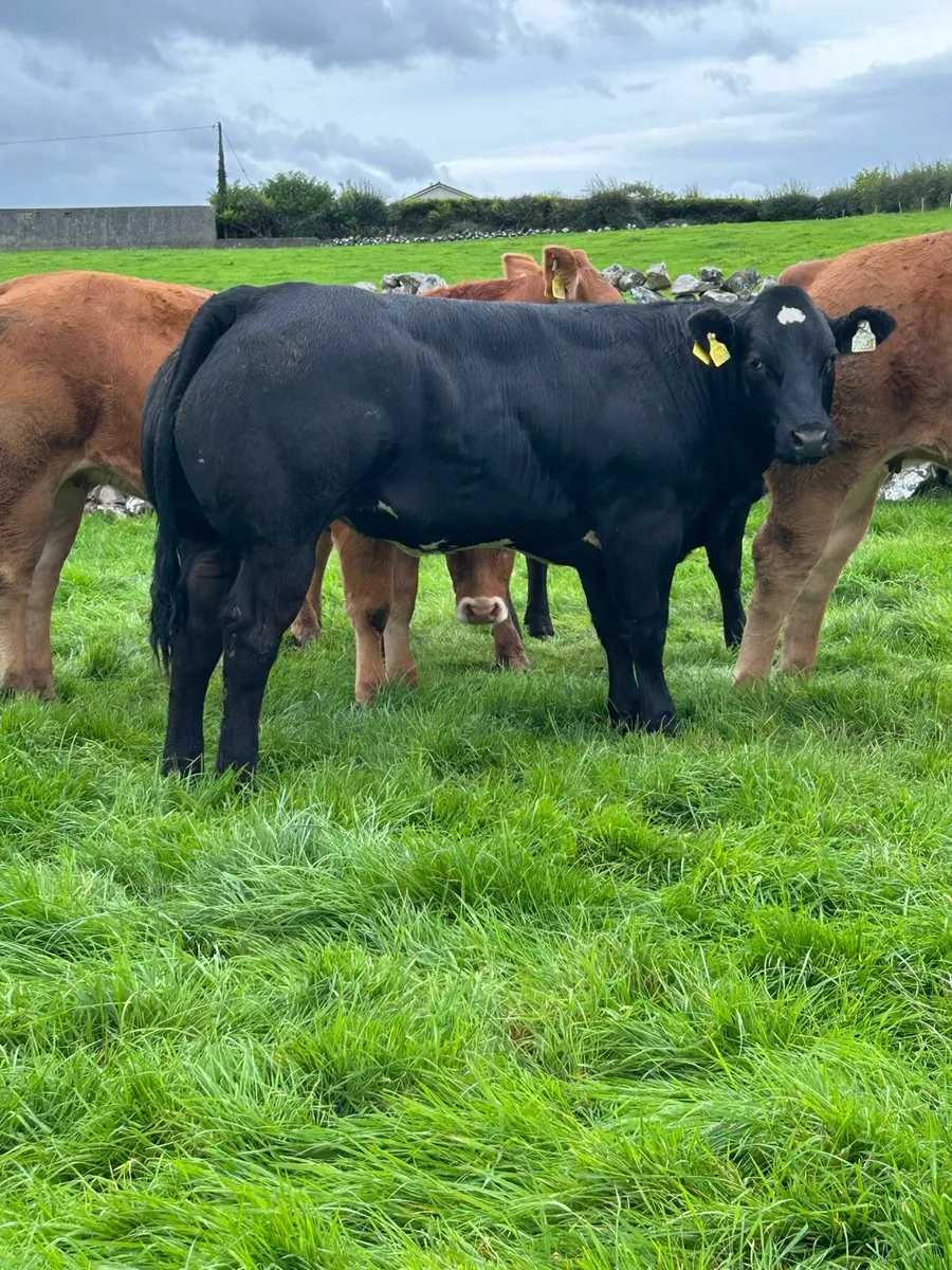 Lovely Breeding Heifers - Image 4