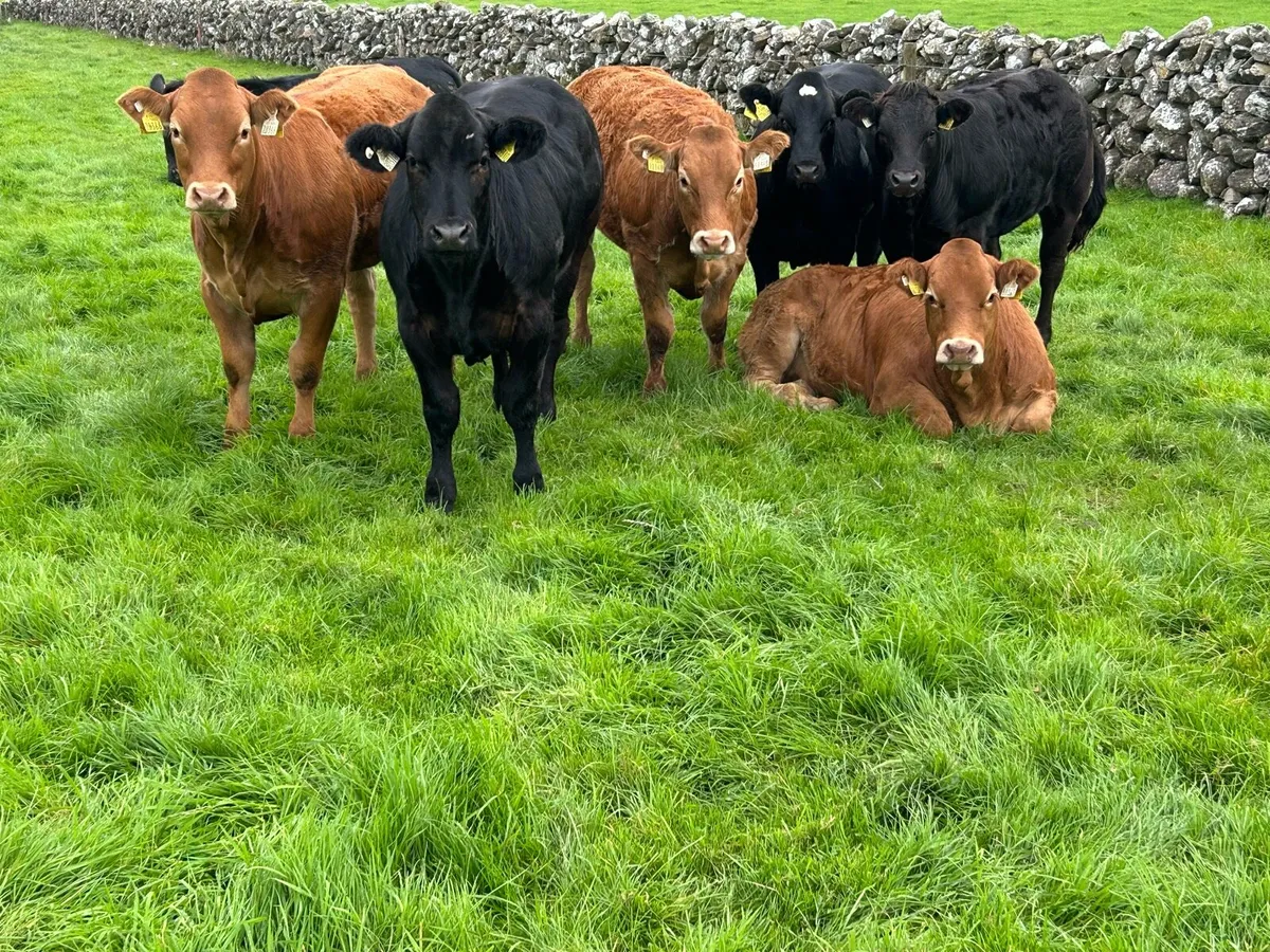 Lovely Breeding Heifers - Image 1