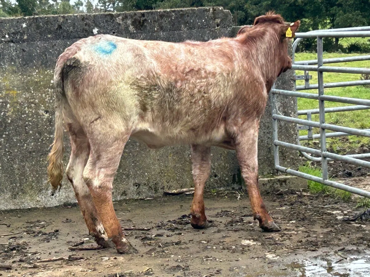 5 star genotyped roan heifer - Image 2