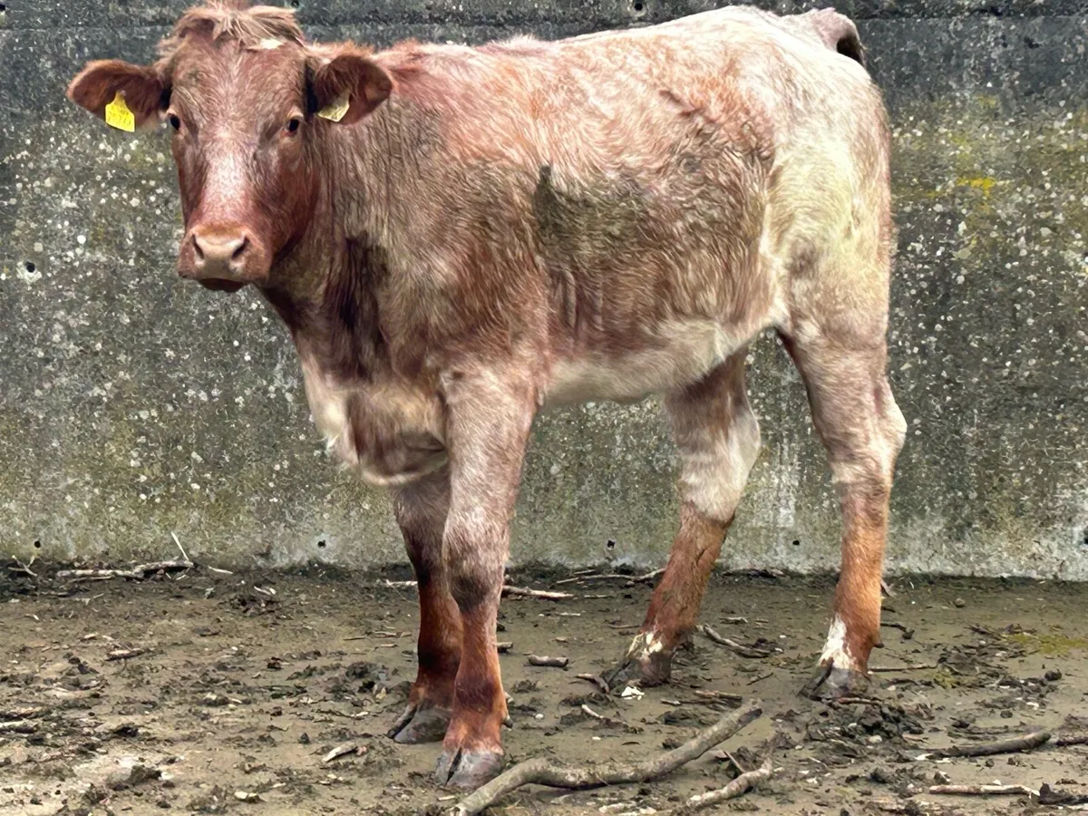 5 star genotyped roan heifer - Image 3