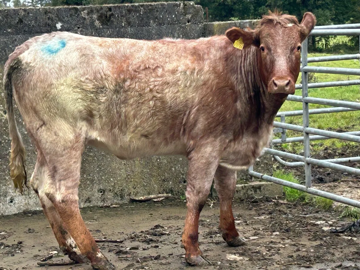 5 star genotyped roan heifer - Image 4