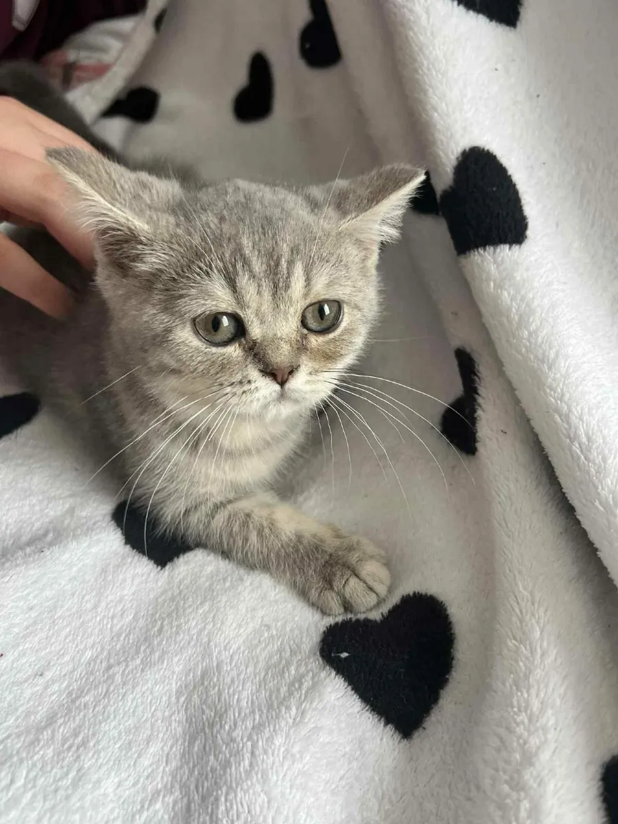 Cat - Image 1