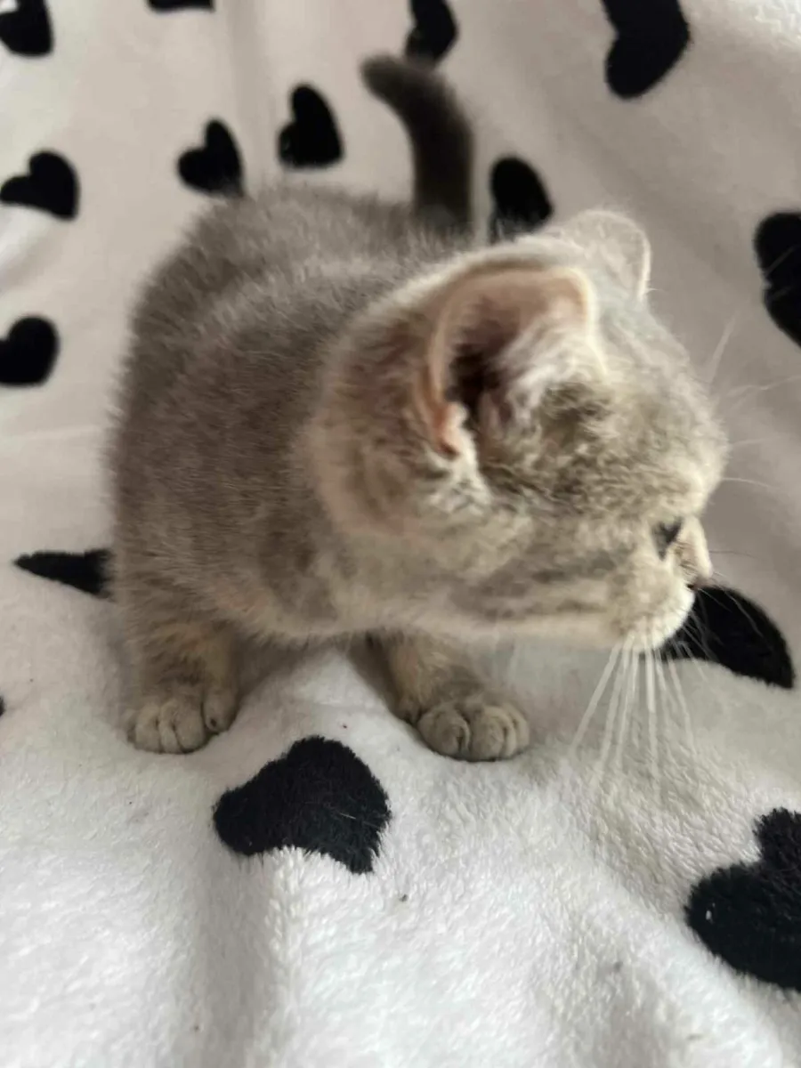 Cat - Image 2