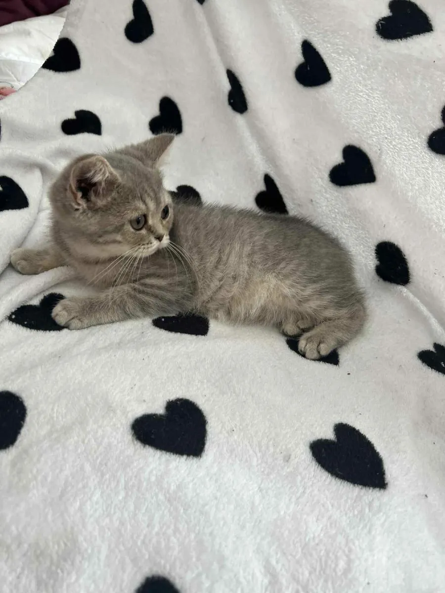 Cat - Image 4