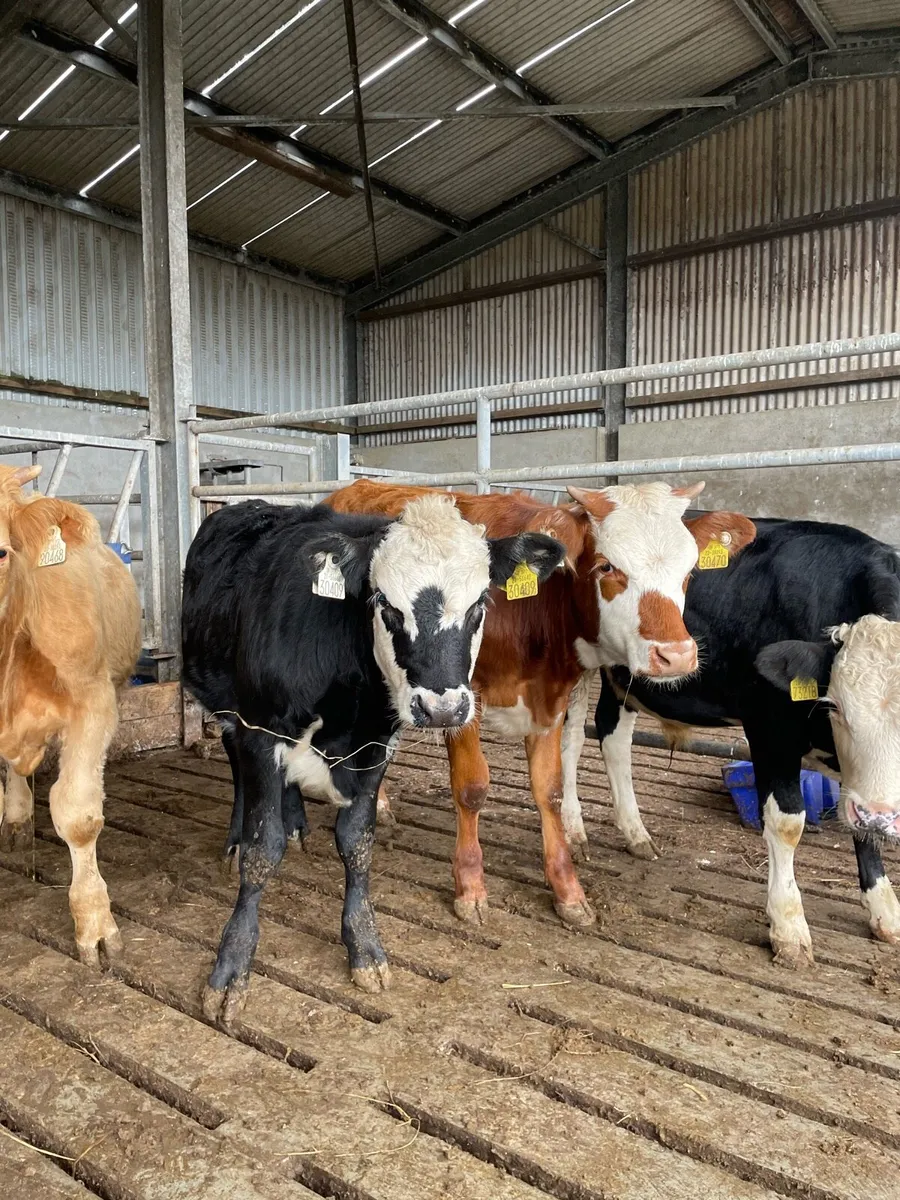 2 super weanling heifers - Image 1