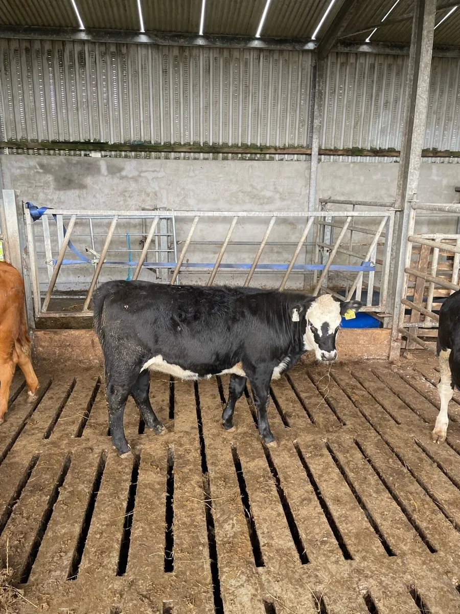 2 super weanling heifers - Image 2