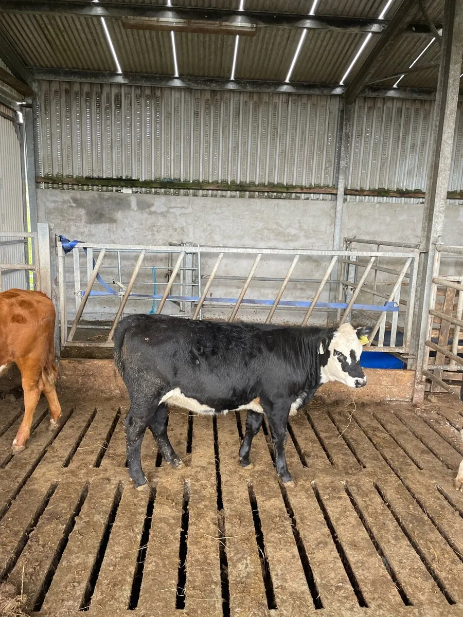 2 super weanling heifers - Image 4