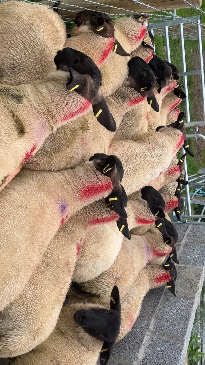 SUFFOLK BREEDING EWE LAMBS - Image 1