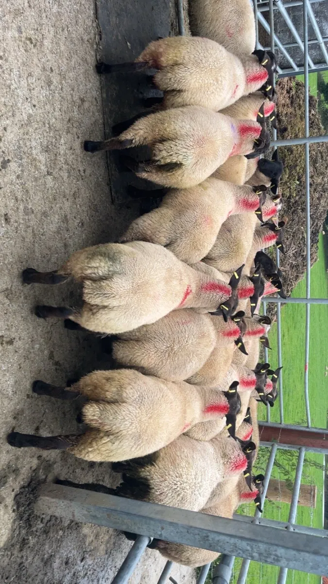 SUFFOLK BREEDING EWE LAMBS - Image 3