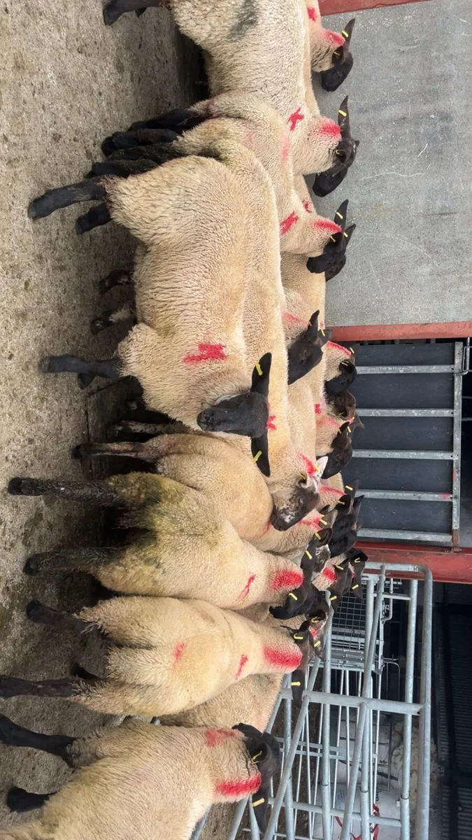 SUFFOLK BREEDING EWE LAMBS - Image 4