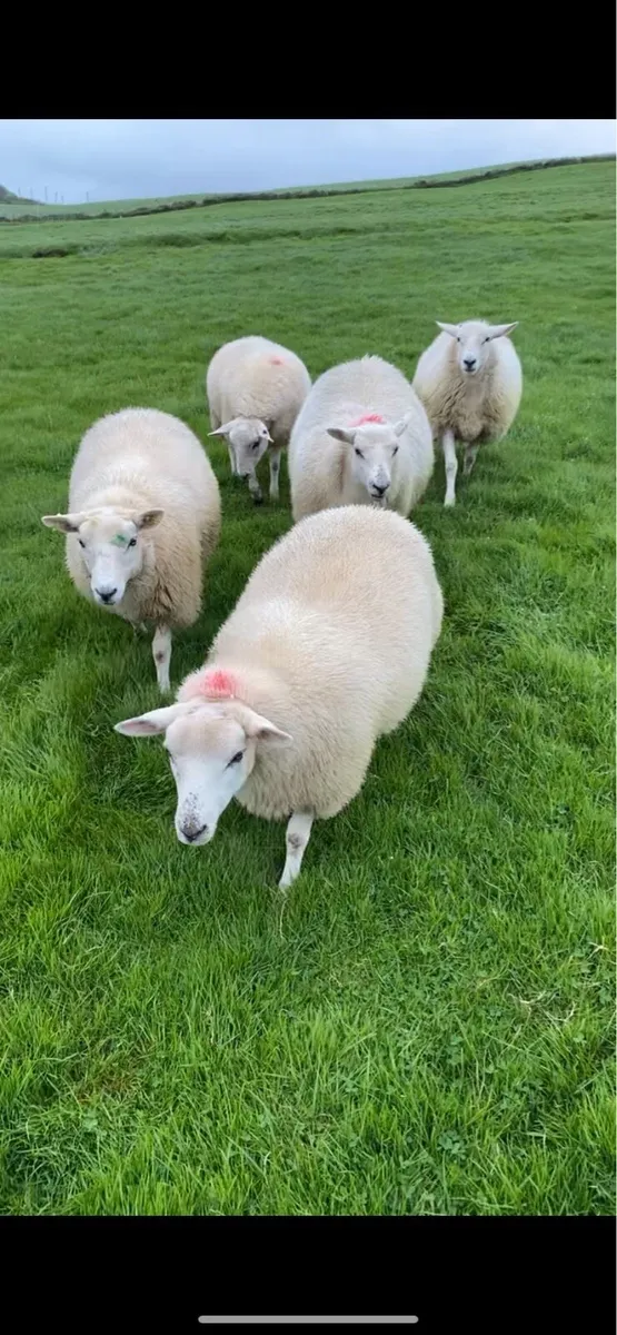 Breeding Ewe Lambs - Image 1