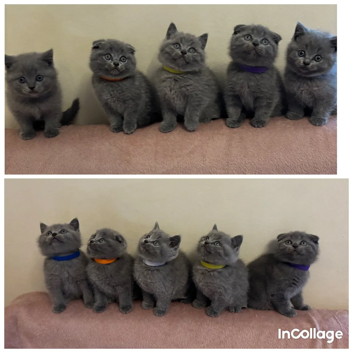 British/ Scottish kittens with MICROCHIP - Image 1