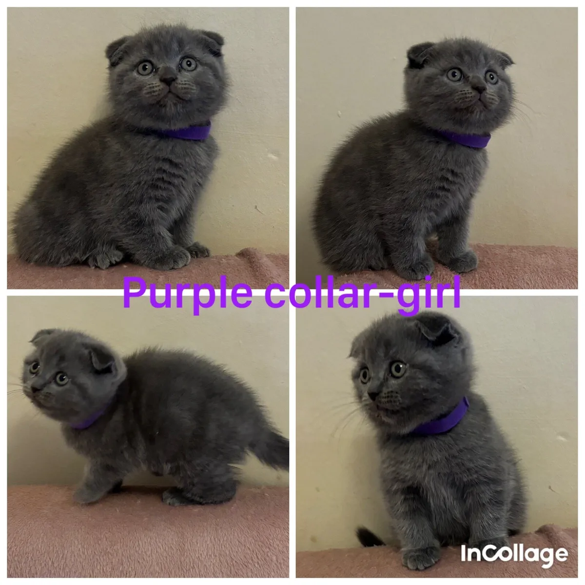 British/ Scottish kittens with MICROCHIP - Image 2