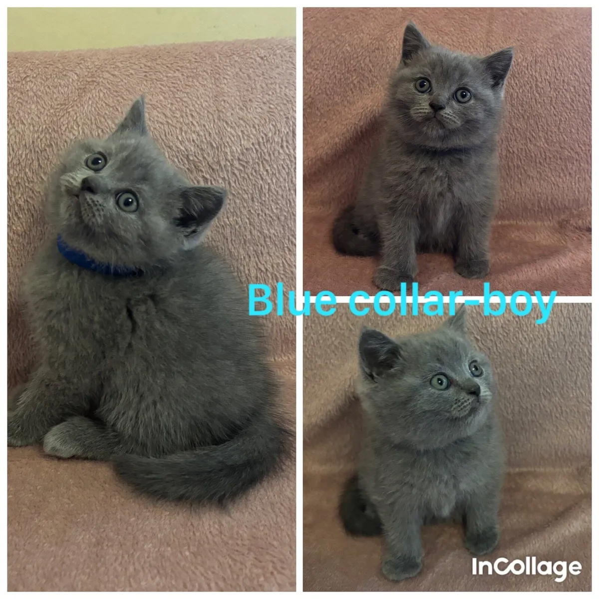 British/ Scottish kittens with MICROCHIP - Image 3