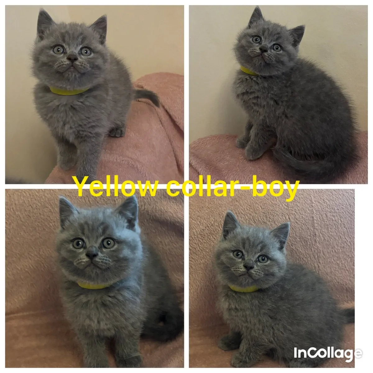 British/ Scottish kittens with MICROCHIP - Image 4