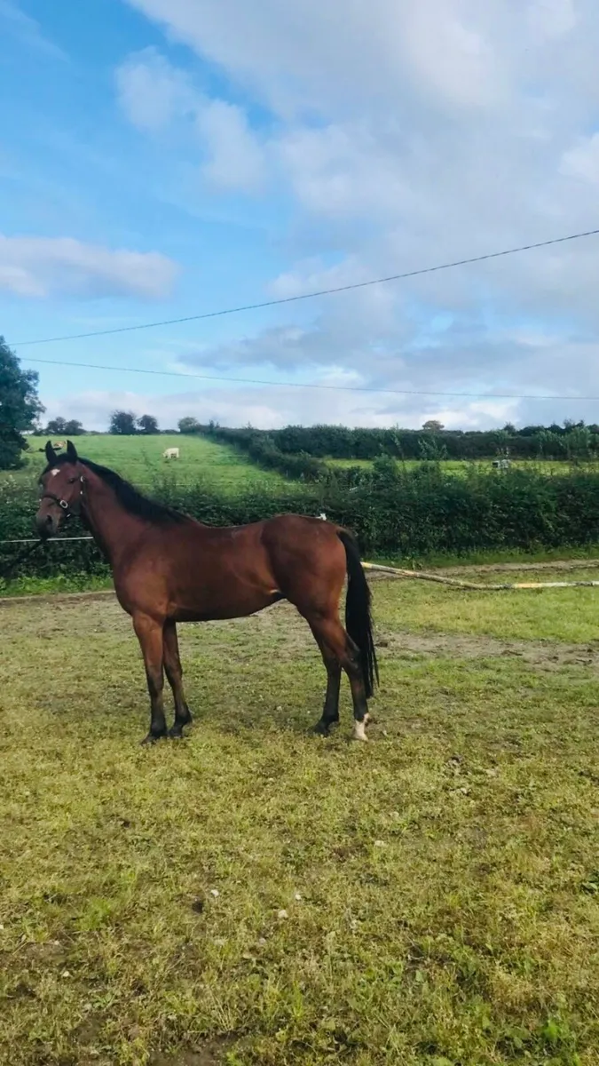Komme Casall 3 year old gelding - Image 1