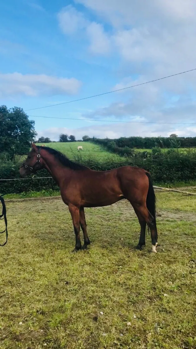 Komme Casall 3 year old gelding - Image 3