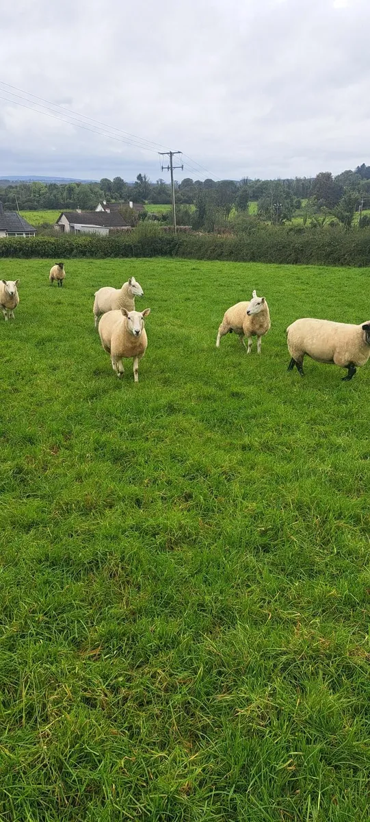 Cheviot ewe hoggets - Image 3
