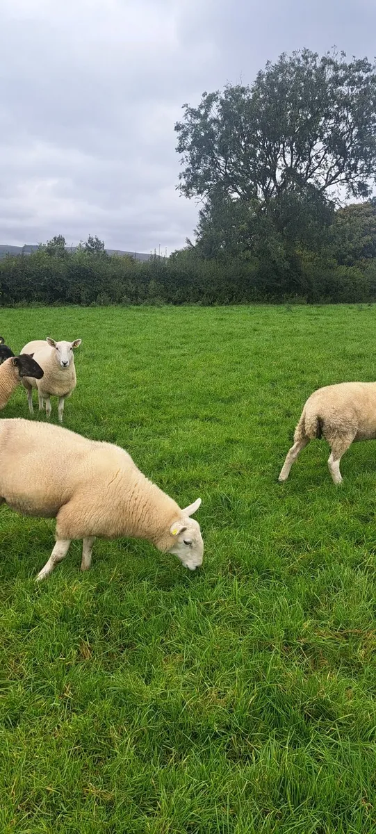 Cheviot ewe hoggets - Image 4