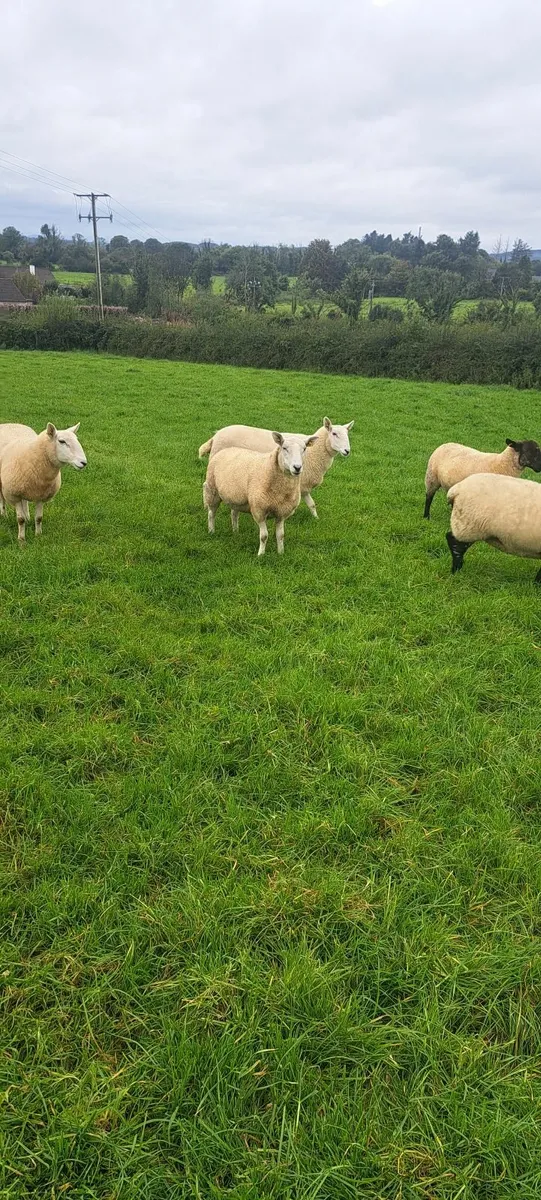 Cheviot ewe hoggets - Image 1