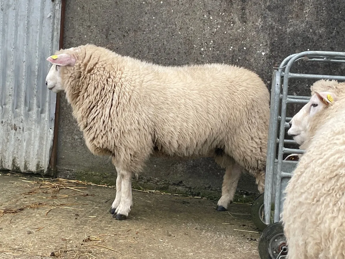 Pedigree Galway ram lambs - Image 1