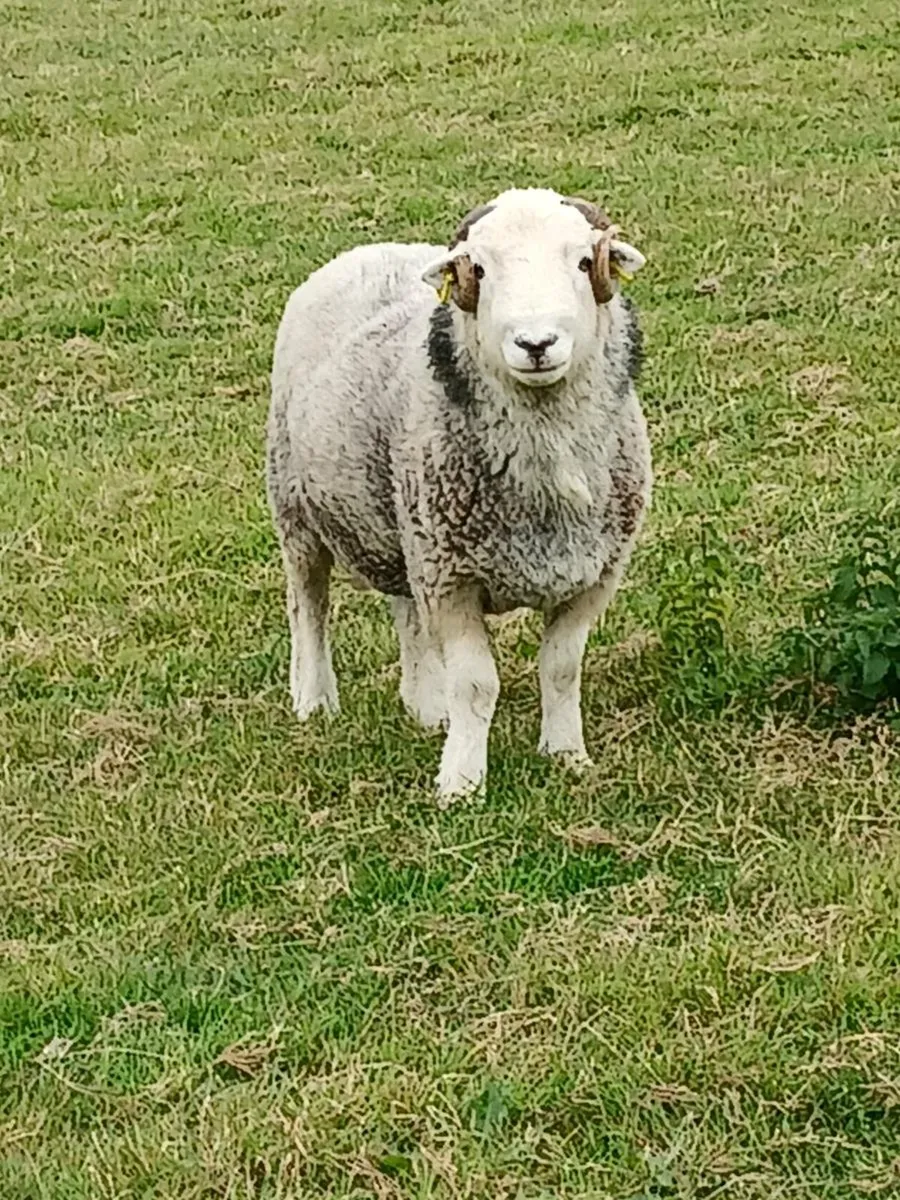 Herdwick Ram - Image 1