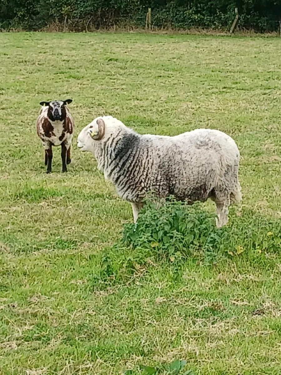 Herdwick Ram - Image 2