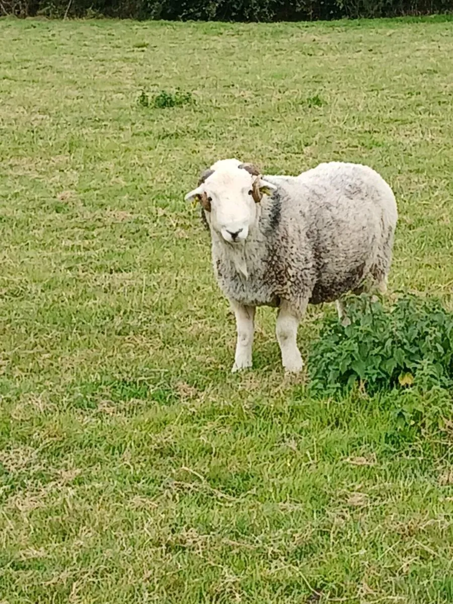 Herdwick Ram - Image 3