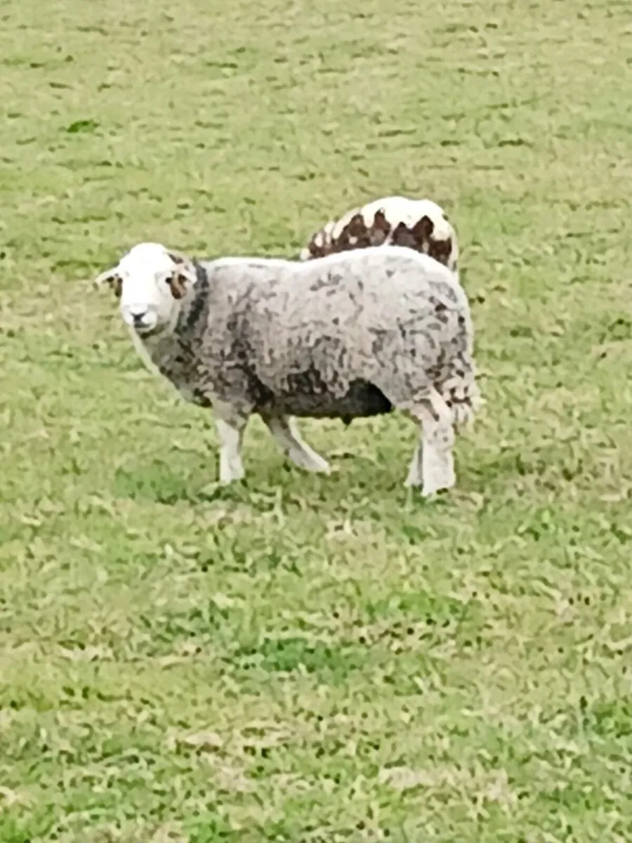 Herdwick Ram - Image 4