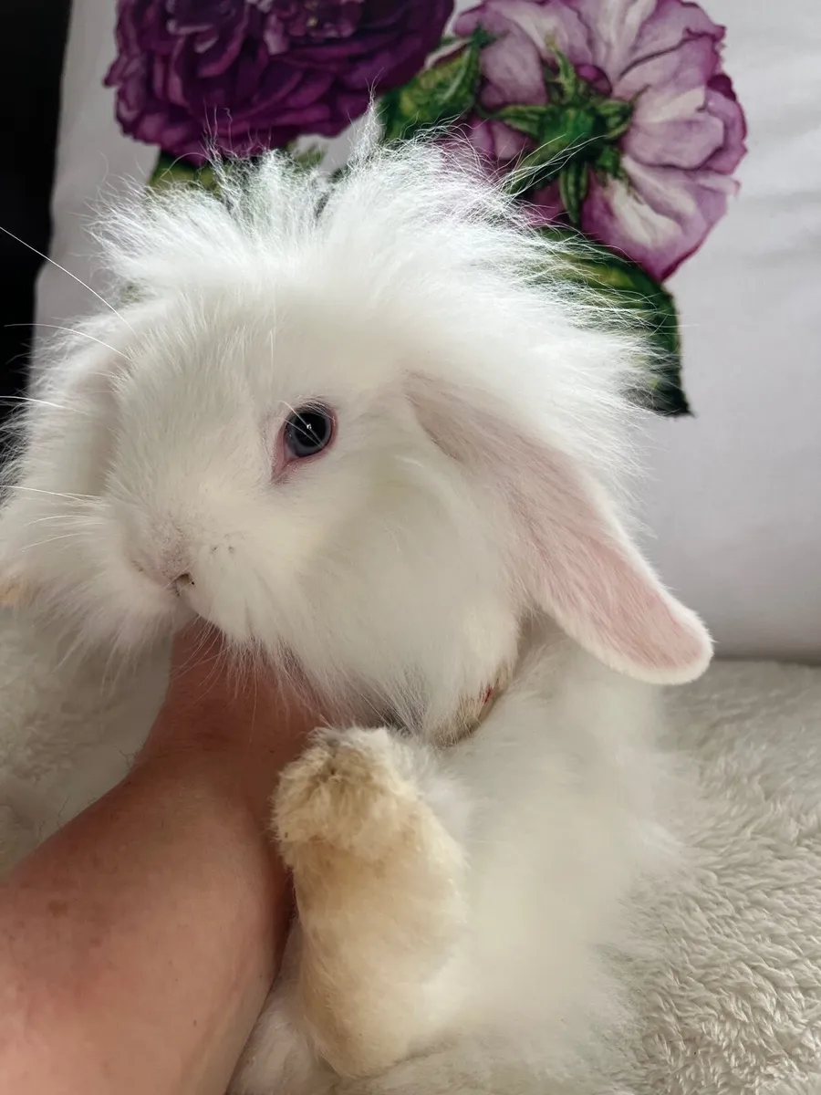 Rabbits/Bunnies - Image 3