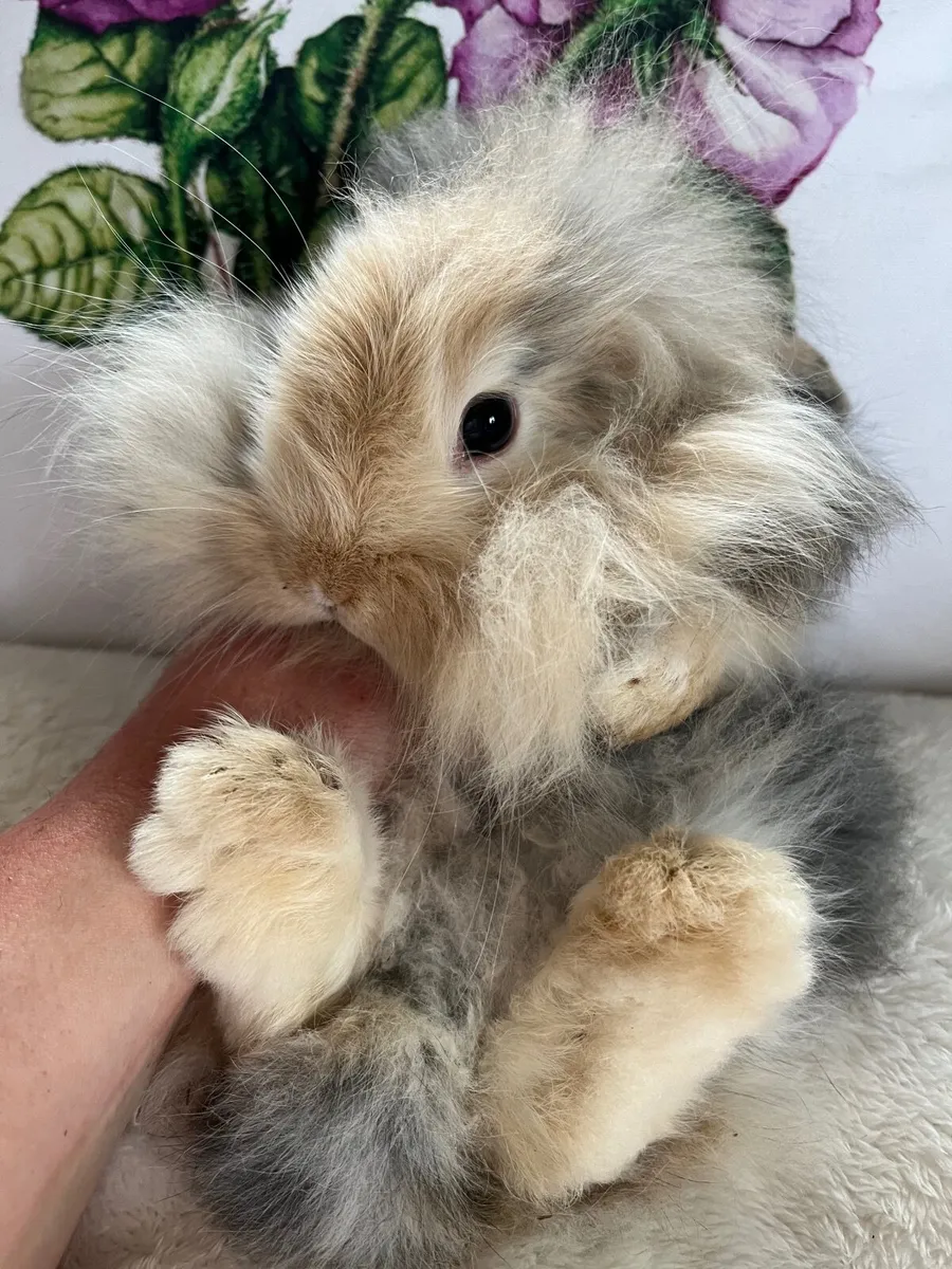 Rabbits/Bunnies - Image 1
