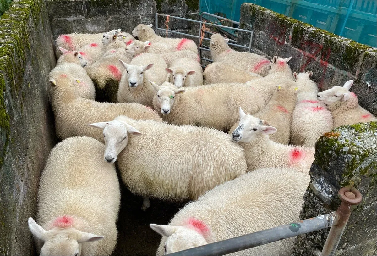 Breeding Ewe Lambs - Image 2