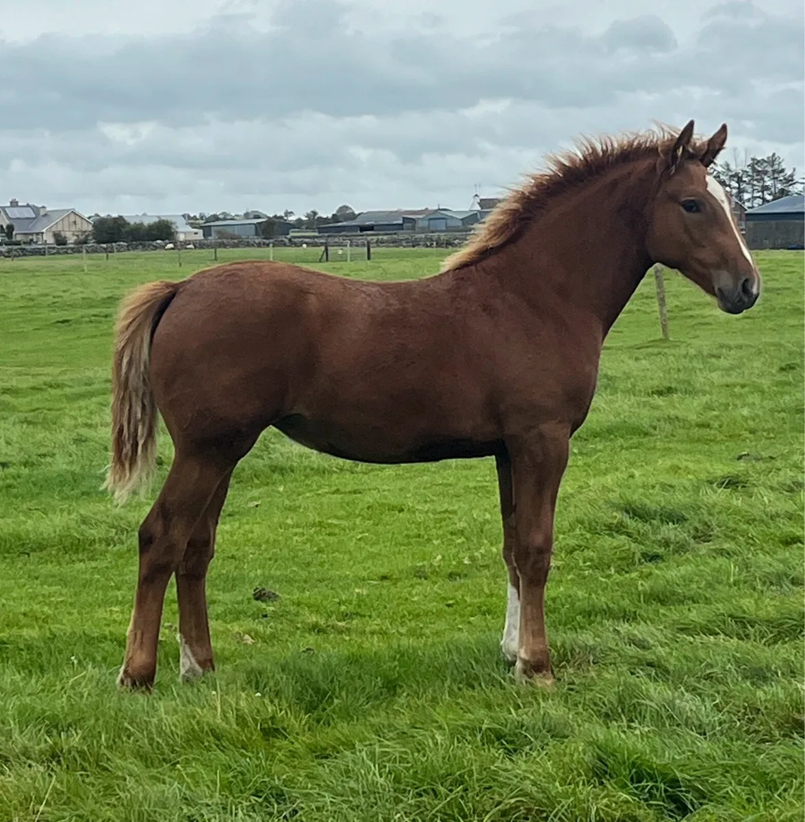 Irish Draught Filly - Image 1