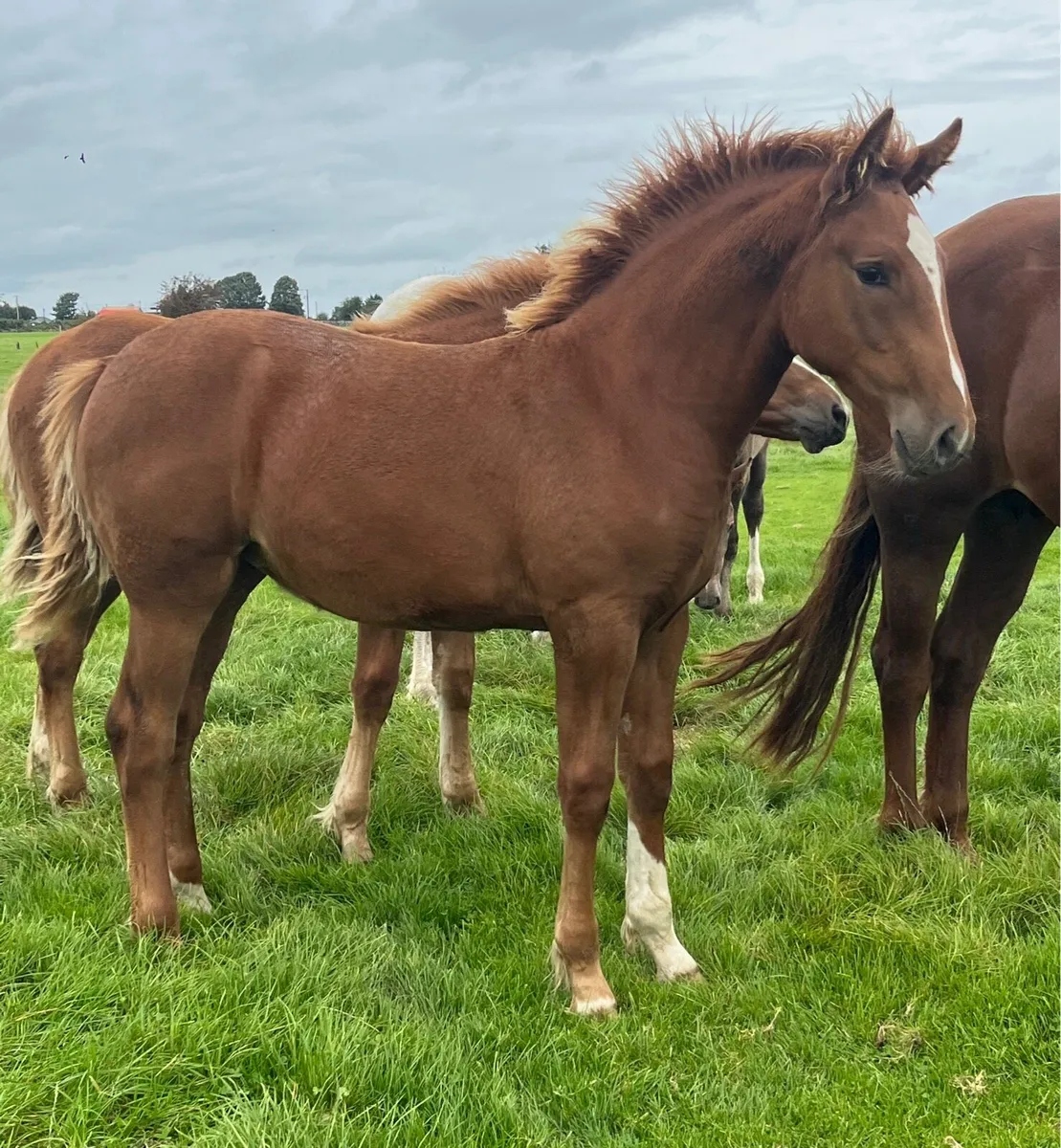 Irish Draught Filly - Image 3