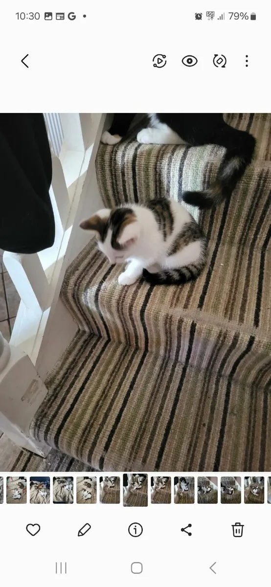 Kitten - Image 2