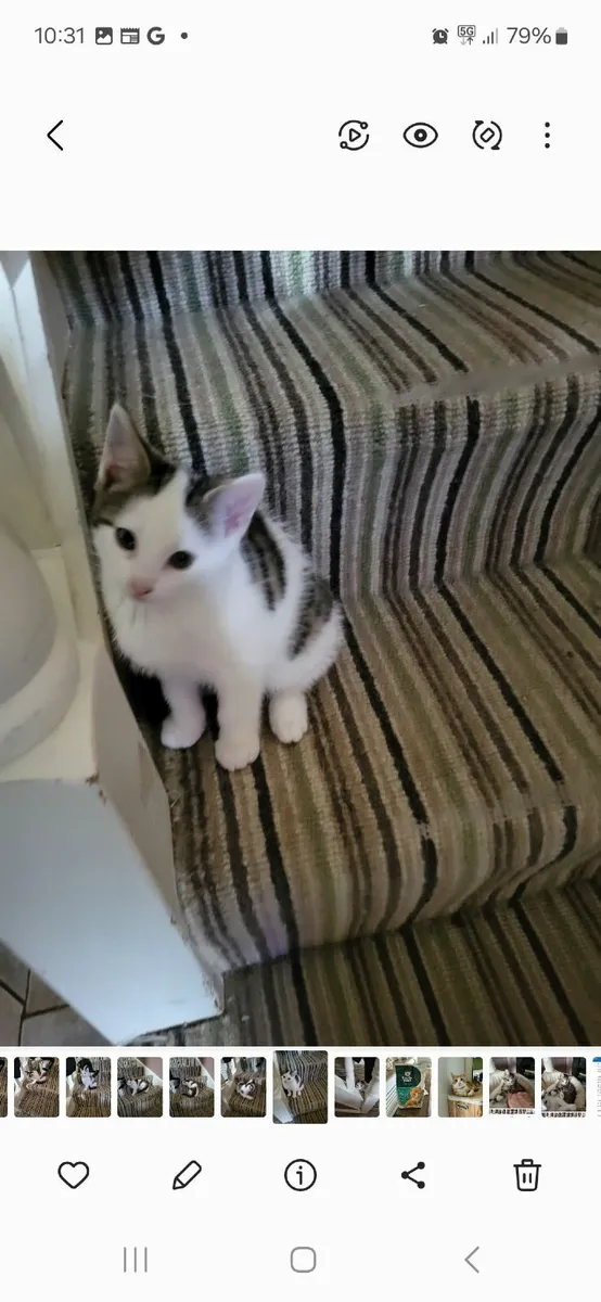 Kitten - Image 3