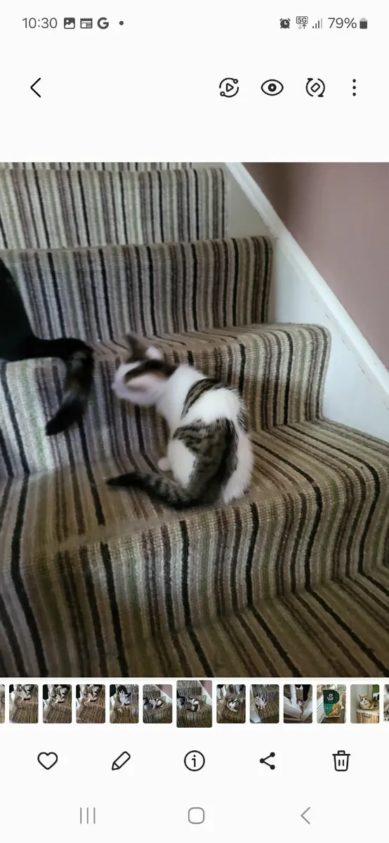Kitten - Image 4