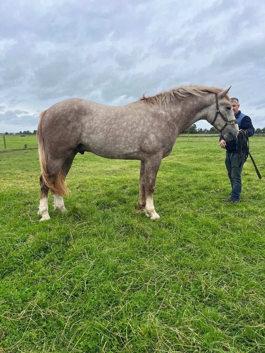 Irish Draught 2 year old gelding - Image 1