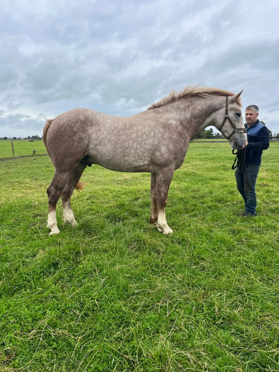 Irish Draught 2 year old gelding - Image 3