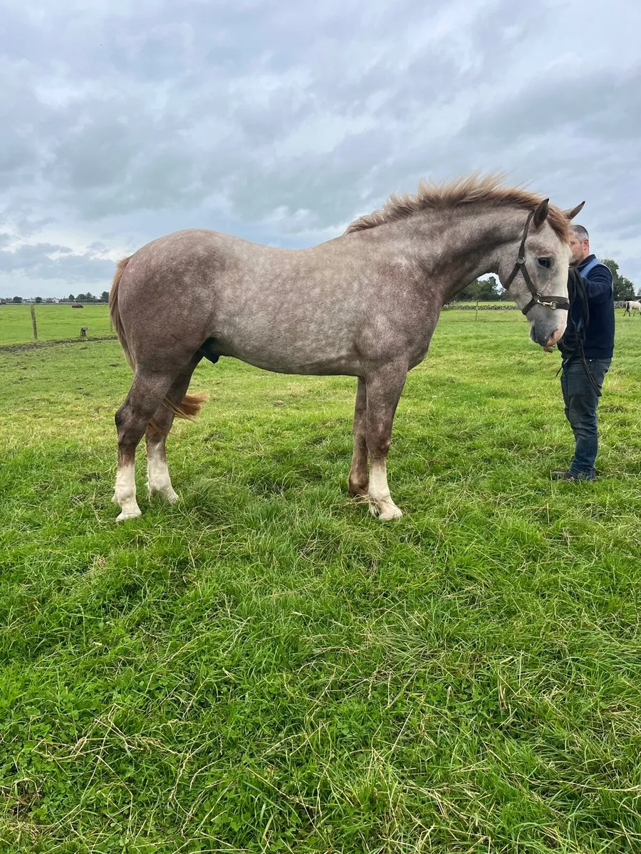 Irish Draught 2 year old gelding - Image 4