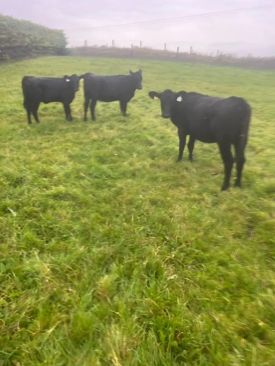Trained to mains fence - Image 1