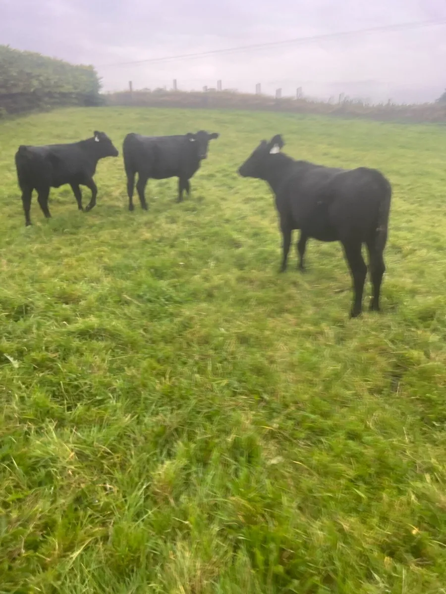Trained to mains fence - Image 2