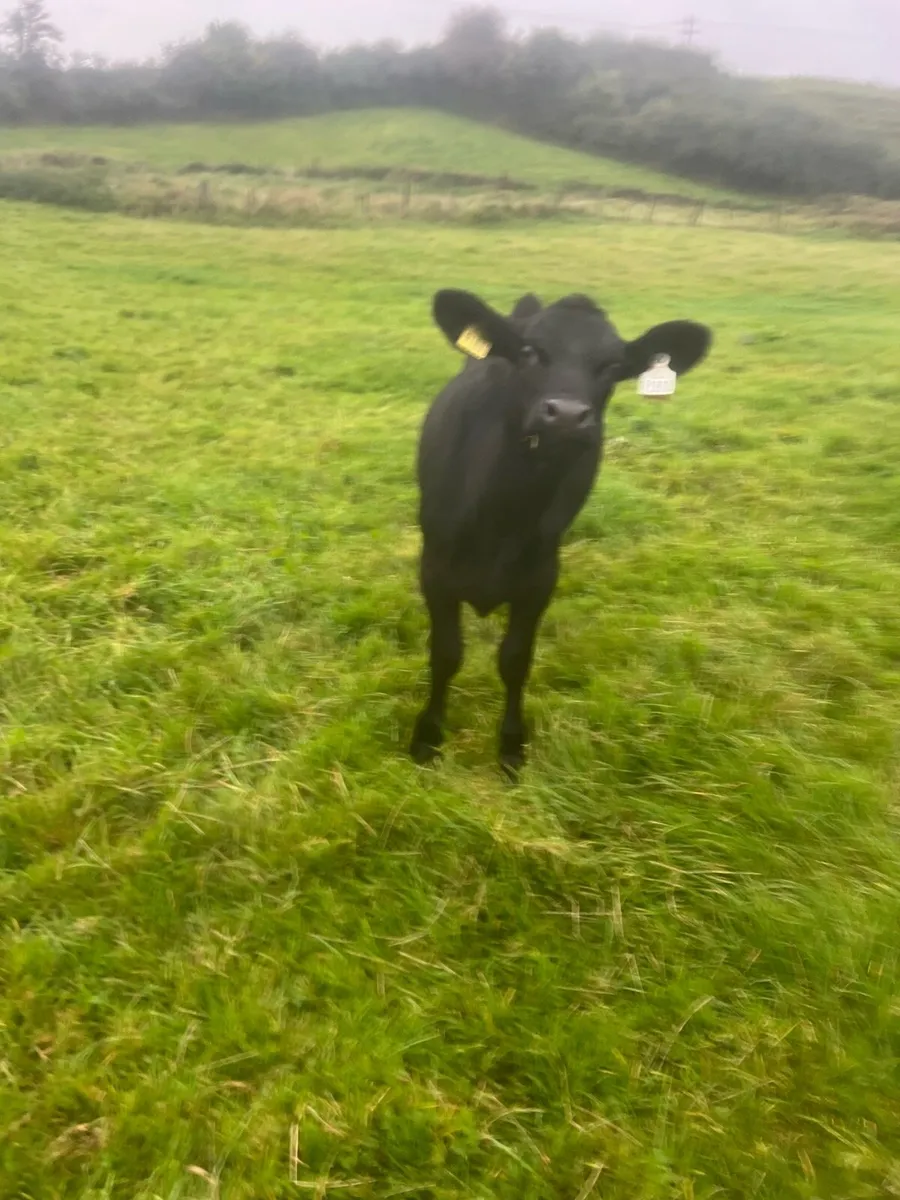 Trained to mains fence - Image 3