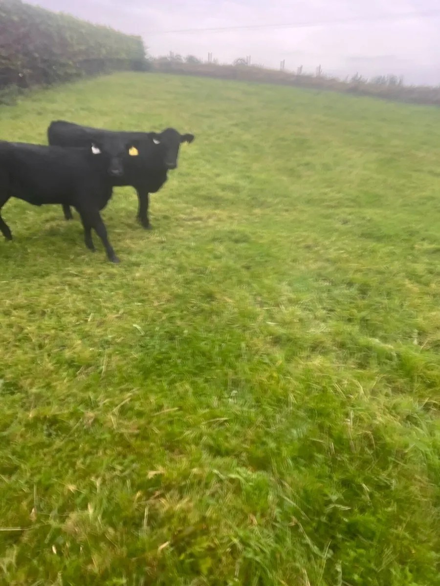 Trained to mains fence - Image 4
